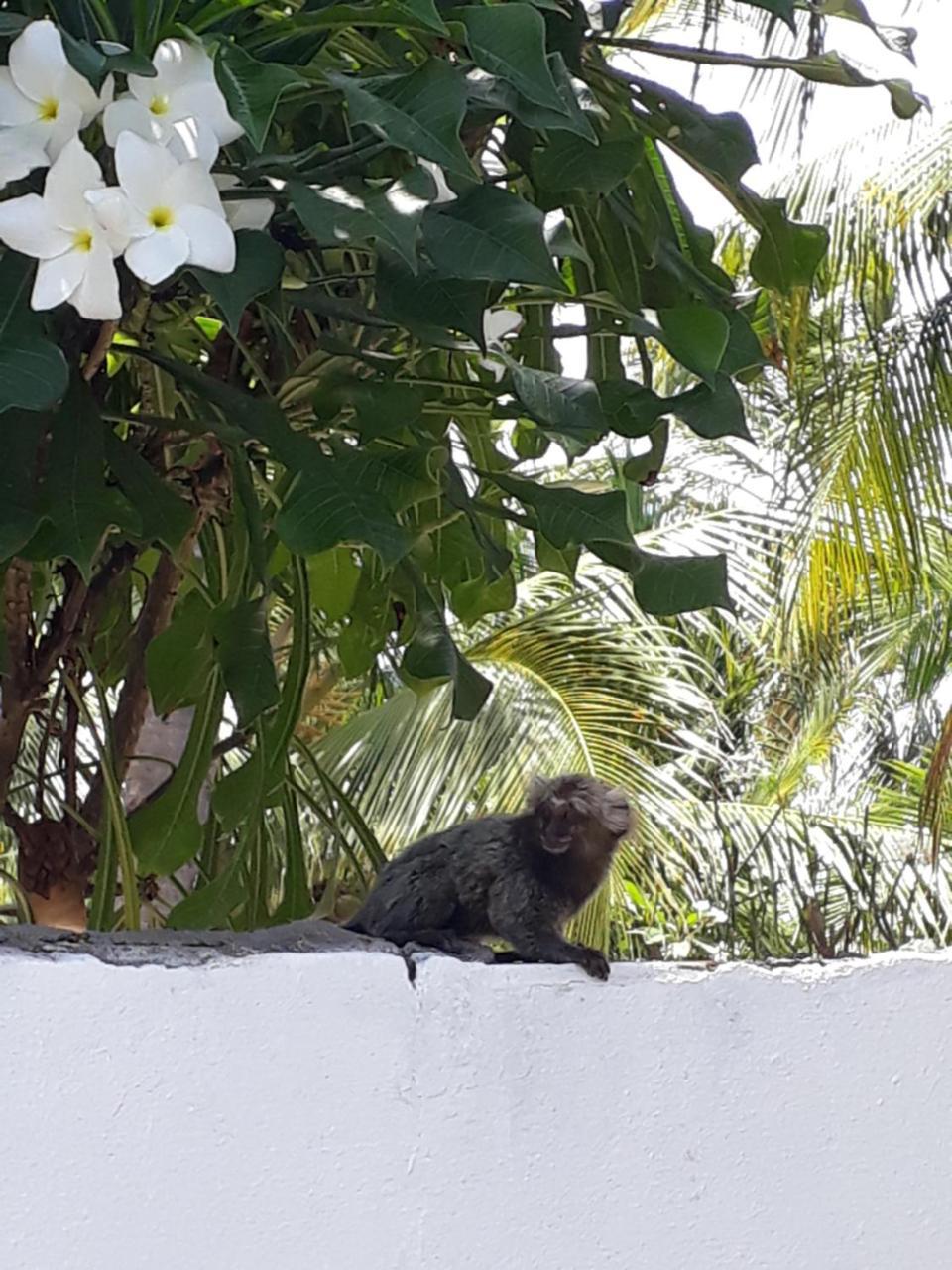 Pousada Caribe Nordestino Tamandaré エクステリア 写真